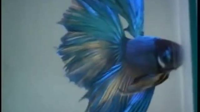 Рыба петушок смотреть онлайн