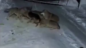 Стая голодных  волков загрызли собаку.