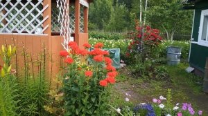 Лихнис и его виды