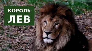 Король Лев
