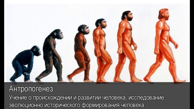 Антропогенез. Толковый Видеословарь русского языка смотреть онлайн