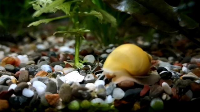 Улитка Ампулярия. Уход , кормление и разведение. смотреть онлайн