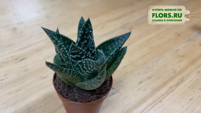 Алоэ Тики Тахи - обзор сорта | О многообразии сортов алоэ | Как ухаживать за алоэ