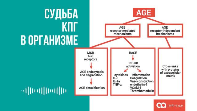 Видеопрезентация Revilab anti-A.G.E. смотреть онлайн