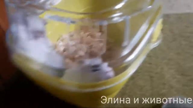 Уборка клетки хомяка!Элина и животные смотреть онлайн