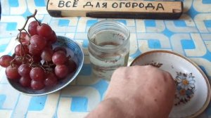 Как вырастить  ВИНОГРАД из КОСТОЧЕК  купленный в Магазине.