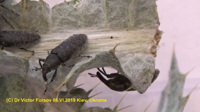 Жуки Долгоносики на Татарнике (Onopordon) и их Паразитоиды. Weevils Lixus cardui (Curculionidae). смотреть онлайн