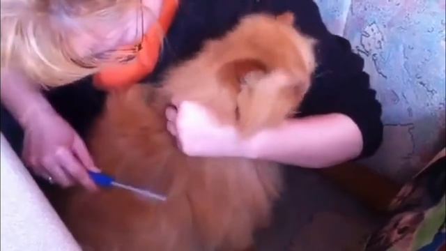 Все о породе персидская кошка за 3 минуты смотреть онлайн