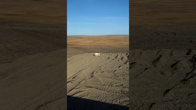 Молодой белый медведь хочет поиграть с рабочими, восточный Таймыр мыс Сибирский!!! смотреть онлайн