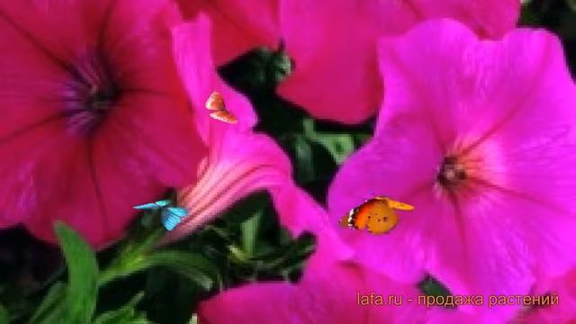 Петуния каскадная Рэмблин Неон Роуз ? обзор: как сажать, семена петунии Рэмблин Неон Роуз смотреть онлайн