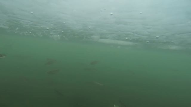 Подо льдом с корюшкой. Зимняя рыбалка, Владивосток 2014. смотреть онлайн