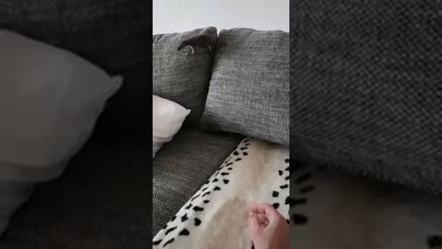 Прикольная домашняя ласка смотреть онлайн