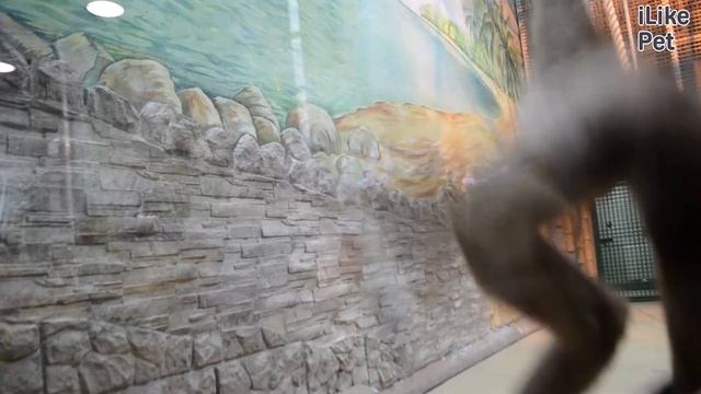 Белорукий гиббон Рацион на ilikepet смотреть онлайн