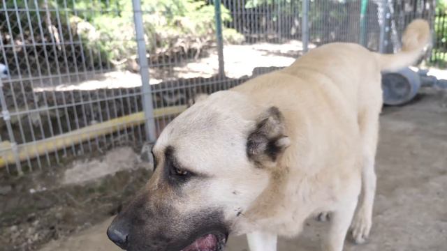 CIEKAWOSTKI O HODOWLI KANGALA W DOMU смотреть онлайн