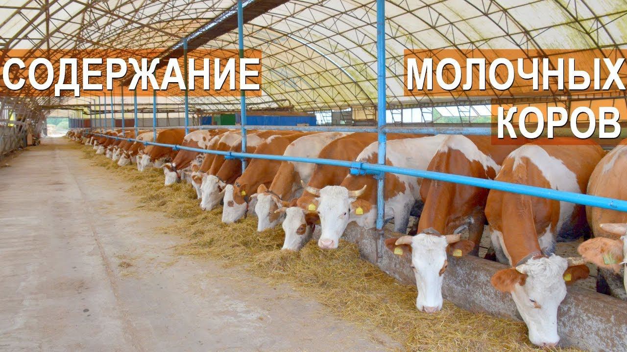 Молочная ферма Кохман. Содержание молочных коров на глубокой подстилке смотреть онлайн