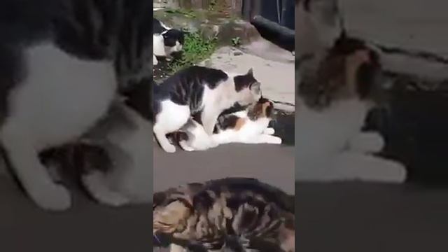 Diperkosa rame-rame смотреть онлайн