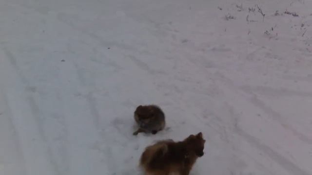 Первая прогулка и первый снег. Шпиц Ариэль 3 мес смотреть онлайн