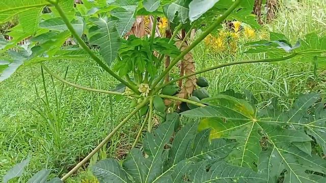 PAPAYA KAHIT TUMBA NA NAMUMUNGA PA - RANDOM KAALAMAN TUNGKOL SA PAPAYA | D' GREEN THUMB смотреть онлайн