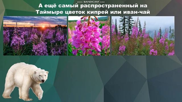 Растительный мир полуострова Таймыр смотреть онлайн