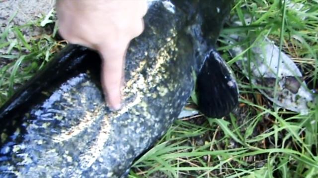 след укуса большого сома. Подводная охота на сома смотреть онлайн