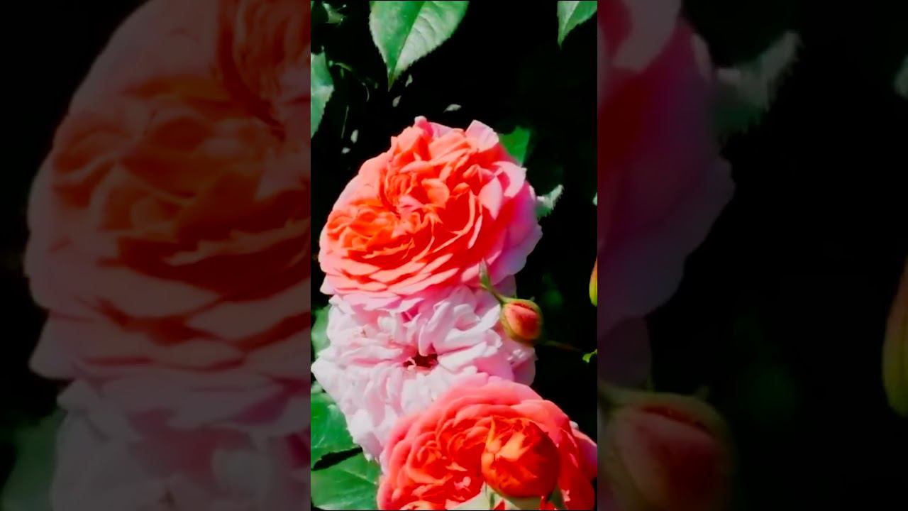 Роза Чиппендейл Chippendale смотреть онлайн