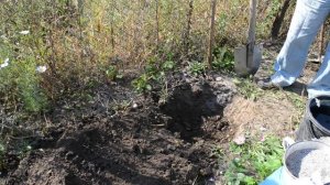 ЕЖЕВИКА - посадка ежевики осенью