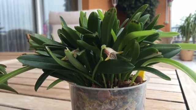 Уход за масдевалией. Masdevallia  Striatella.Орхидеи в доме.