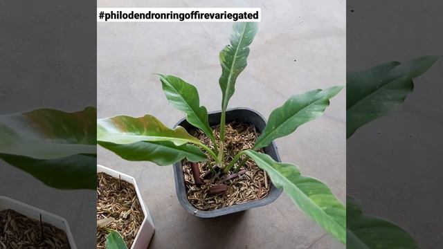Philodendron Ring Of Fire Variegated смотреть онлайн