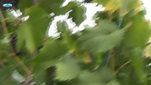 СОРТА ВИНОГРАДА ДЛЯ БЕСЕДКИ.