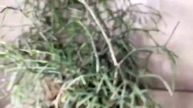 Уход за хатиорой в домашних условиях