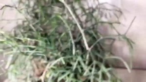 Уход за хатиорой в домашних условиях