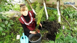ПАПОРОТНИК обыкновенный посадка выращивание уход вредители болезни подкормка размножение папоротник