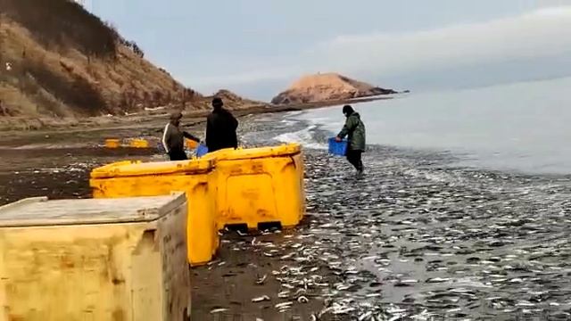 Уек пошёл на нерест.