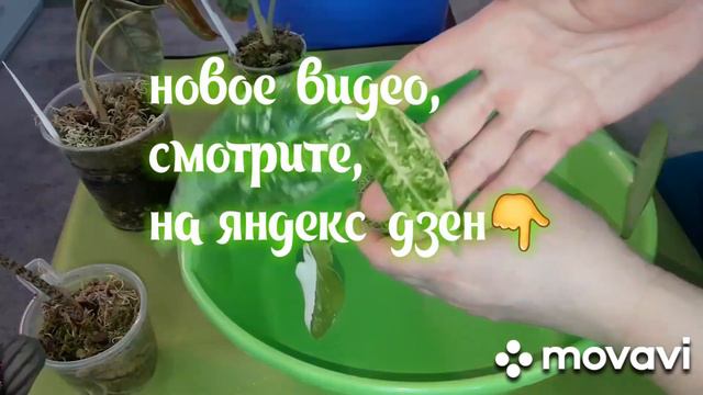 КОМНАТНЫЕ РАСТЕНИЯ(ЦВЕТЫ). смотреть онлайн