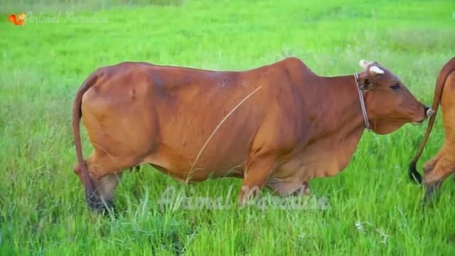 Lovely and magical moments of animals: cows, rabbits, rhinos, cats, ducks, dogs,... смотреть онлайн