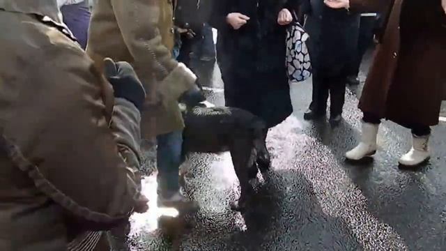 Первый open-air 2013г. (собака буги-танцевака со 2-ой минуты) смотреть онлайн