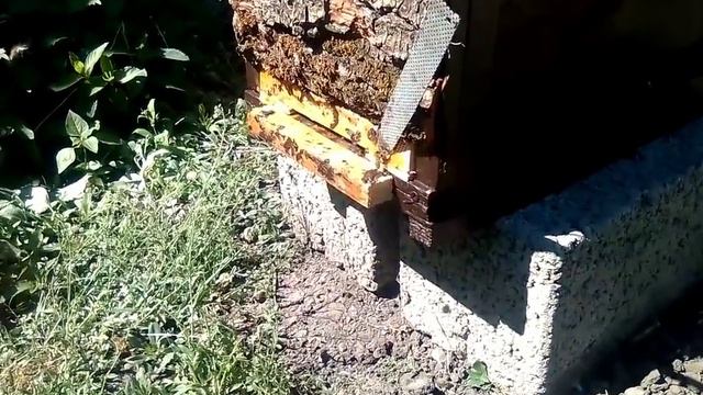 ПЕРВЫЙ ПОЙМАННЫЙ РОЙ ПЧЕЛ В ЛОВУШКЕ-20.05.2019г. смотреть онлайн