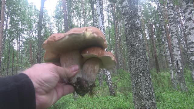 Нашествие белых грибов! смотреть онлайн