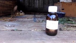 МОЛОЧНАЯ КИСЛОТА ДЛЯ КРОЛИКОВ