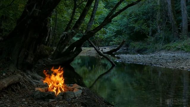 Дипладения уход в домашних условиях зимой смотреть онлайн
