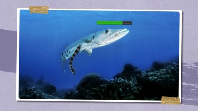 Los Asesinos Del Océano Más Locos Que Son Invisibles Para Sus Víctimas смотреть онлайн