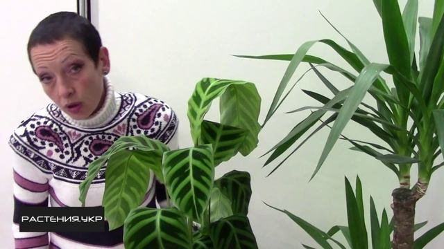 Калатея зебрина уход в домашних условиях / Calathea zebrina care at home смотреть онлайн