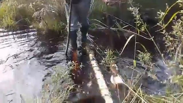 На болото за клюквой.