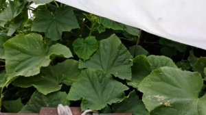 Бабушкин огород где ВСЕ РАСТЕТ!