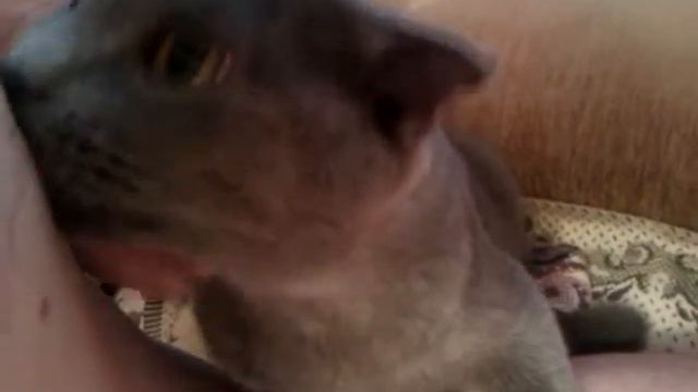 КОТ СОСЕТ СОСОК смотреть онлайн