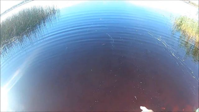 Усть-Луга .на фидер не клюёт .снасть резинка отдыхает. смотреть онлайн