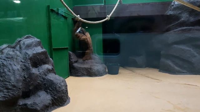 Золотая осень-2021 в Зоопарке Удмуртии смотреть онлайн