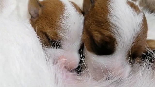 Cute cute puppies eat mom's milk / Jack Russell Terrier puppies смотреть онлайн
