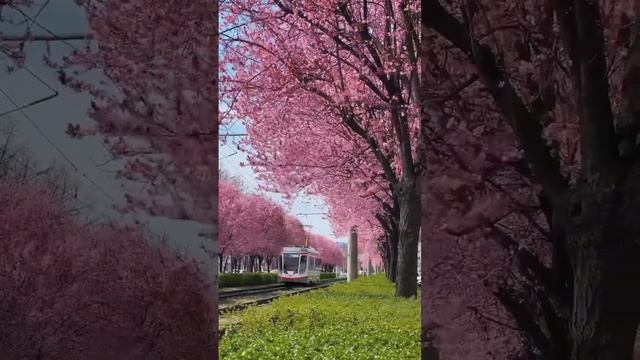 Цветение слив. смотреть онлайн