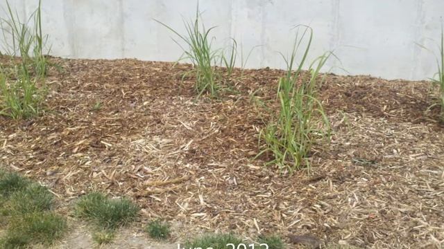 University of Iowa miscanthus plant demonstration смотреть онлайн